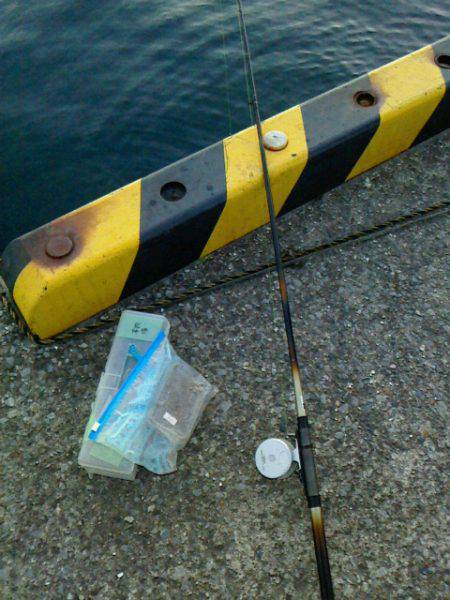 大きく育っていました～